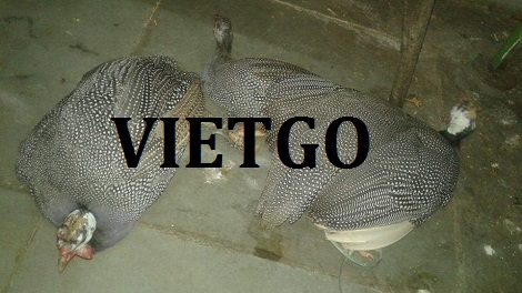 NGÔ HẠT VÀNG VIETGO